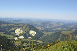 Flora auf dem Hochgrat