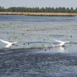 Landende Schwaene Federsee Bad Buchau