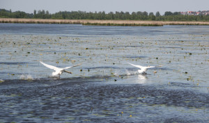 Landende Schwaene Federsee Bad Buchau