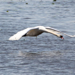 Landender Schwan Federsee Bad Buchau