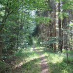 Pfad durch Steiner Ried Bad Waldsee