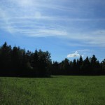 Riedwiese Steinacher Ried