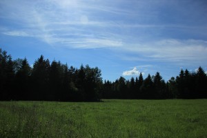 Riedwiese Steinacher Ried