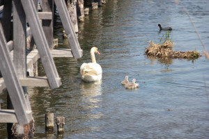 Schwaene und Blaesshuhn am Federseesteg Bad Buchau