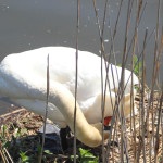 Schwan im Federsee beim Putzen