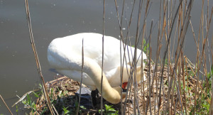 Schwan im Federsee beim Putzen