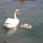 Schwan und Nachwuchs im Federsee Bad Buchau