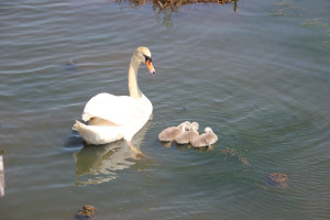 Schwan und Nachwuchs im Federsee Bad Buchau