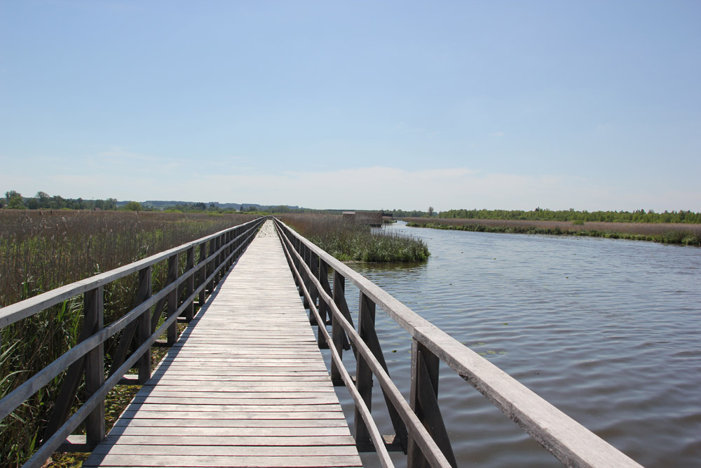 Federsee Steg in Bad Buchau