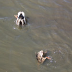 Stockenten beim Tauchen auf dem Federsee Bad Buchau