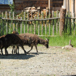 Tiere im Gehege des Museums Bad Buchau