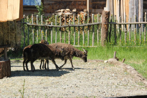 Tiere im Gehege des Museums Bad Buchau