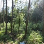 Wald Steinacher Ried Bad Waldsee
