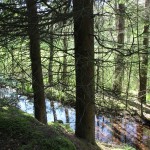Wasser im Steinacher Ried Bad waldsee