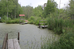 Wassertümpel-vom-Torfstechen-im-Pfrunger-Burgweiler-Ried-Wilhelmsdorf