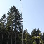 Toter Baum im Steinacher Ried- danach nach Rechts