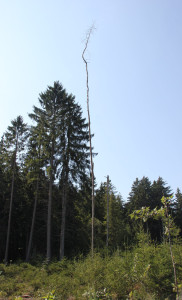 Toter Baum im Steinacher Ried- danach nach Rechts