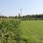 Wiese Wanderweg nach Reute