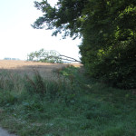 Waldrand Baindter Wald