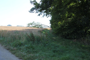 Waldrand Baindter Wald