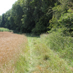 Waldrand Wanderweg