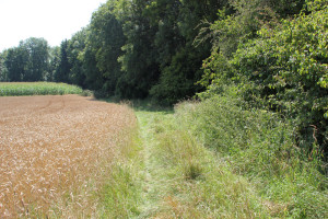 Waldrand Wanderweg