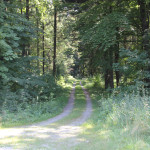 Waldweg nach Kreuzung