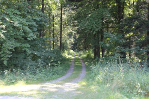 Waldweg nach Kreuzung