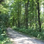 Wanderweg zum Kiebelesweiher