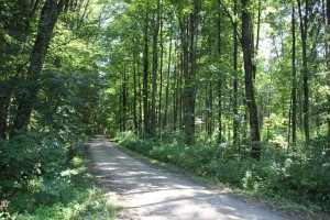 Wanderweg zum Kiebelesweiher