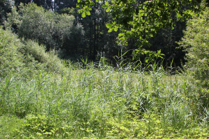 Schilff beim Kiebelesweiher Baindter Wald
