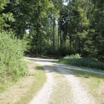 Baindter Wald - bei Kreuzungen gerade aus