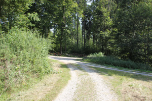 Baindter Wald - bei Kreuzungen gerade aus
