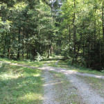Kreuzungen des Waldwegs Baindter Wald