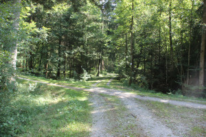 Kreuzungen des Waldwegs Baindter Wald