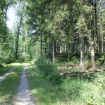 Wanderweg im Baindter Wald