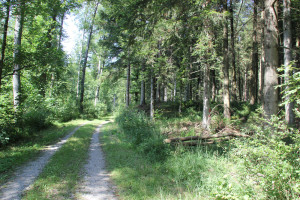 Wanderweg im Baindter Wald