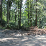 Verkehrsinsel im Wald - links halten