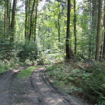 Wanderweg im Wald nach Verkehrsinsel