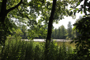 Schwanzwiesweiher Wald-Weiher-Wanderweg Baindter Wald Nord