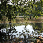 Ausblick zur Pause am linken Ufer des Schwanzwiesweiher