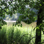 Schwanzwiesweiher Baindter Wald