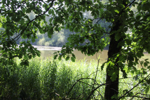 Schwanzwiesweiher Baindter Wald