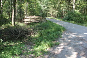 vom Schwanzwiesweiher zum Bunkhofer Weiher links