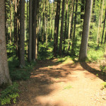 Abfahrt mit gefährlichen Wurzeln Tannenbühl Bad Waldsee