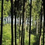 Ausblick auf dem Waldlehrpfad Tannenbühl