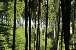 Ausblick auf dem Waldlehrpfad Tannenbühl