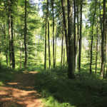 Ausblick vom Waldlehrpfad Tannenbühl