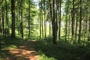 Ausblick vom Waldlehrpfad Tannenbühl