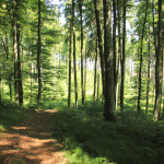 Ausblick-vom-Waldlehrpfad-Tannenbühl